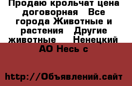 Продаю крольчат цена договорная - Все города Животные и растения » Другие животные   . Ненецкий АО,Несь с.